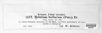 Calycina herbarum image